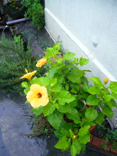 P1040146.jpg